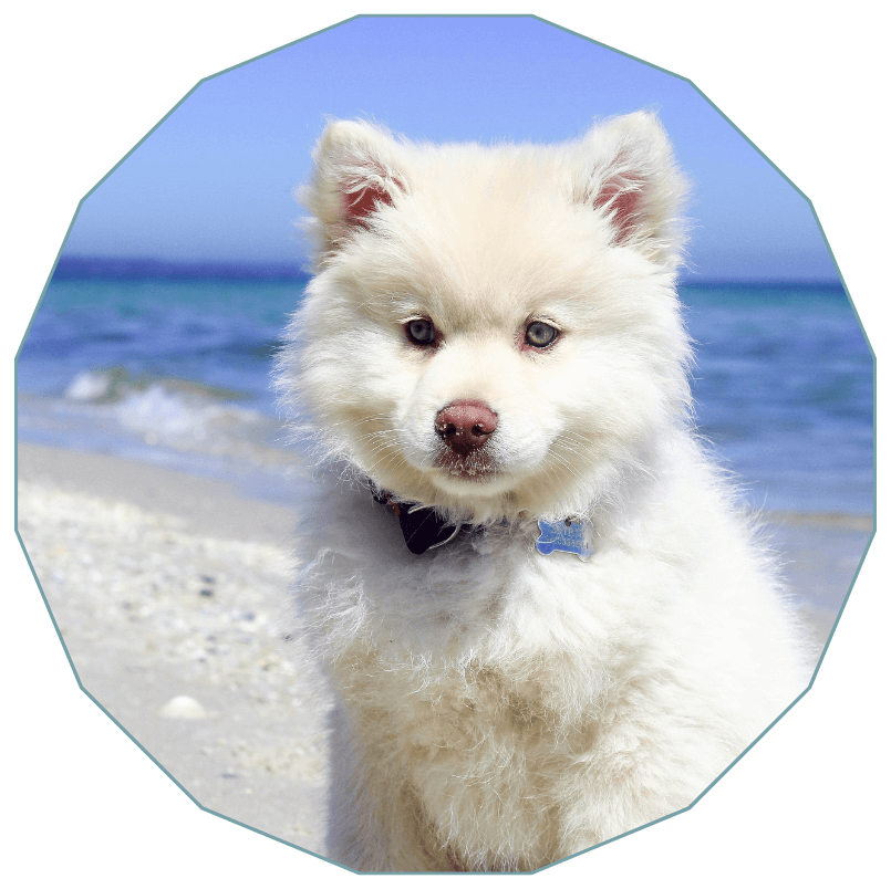 A dog sitting in a beach