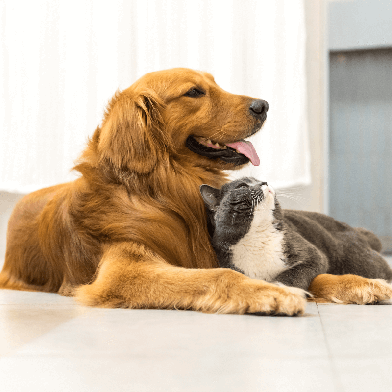 Dog and cat lying on floor