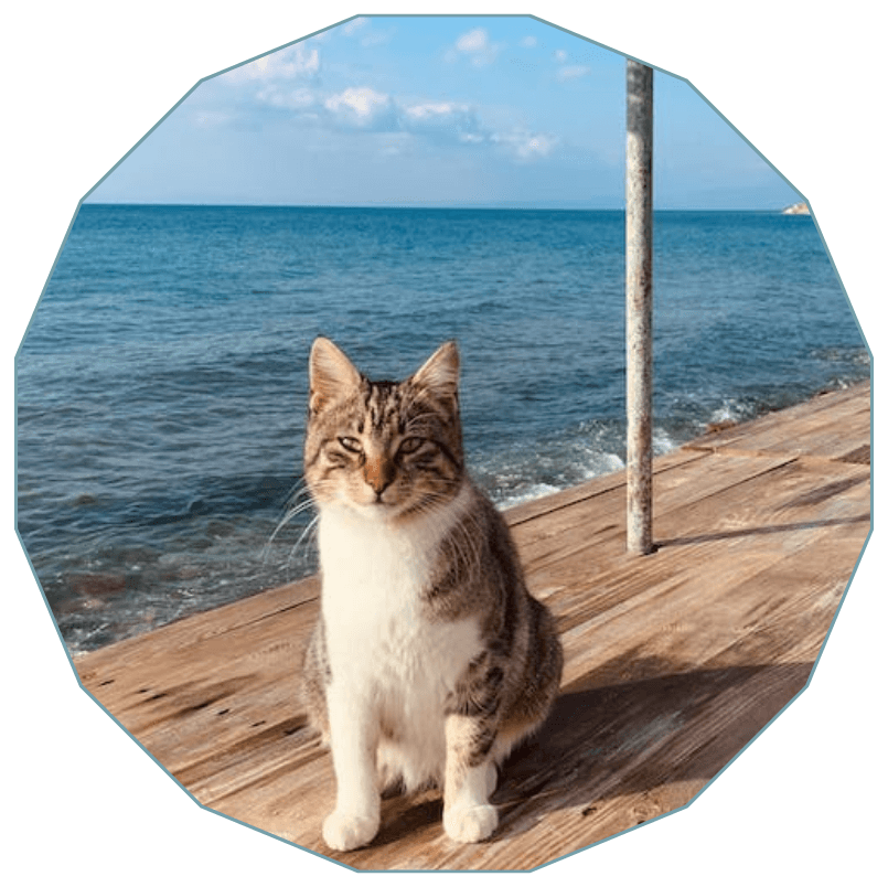 A cat sitting on a dock near water