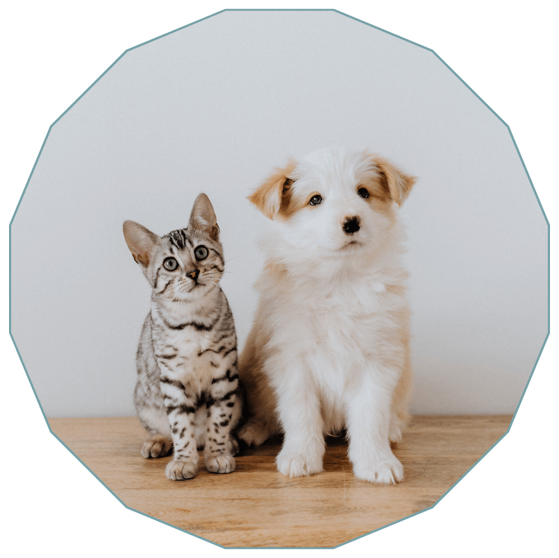 A cat and dog sitting on a wooden surface