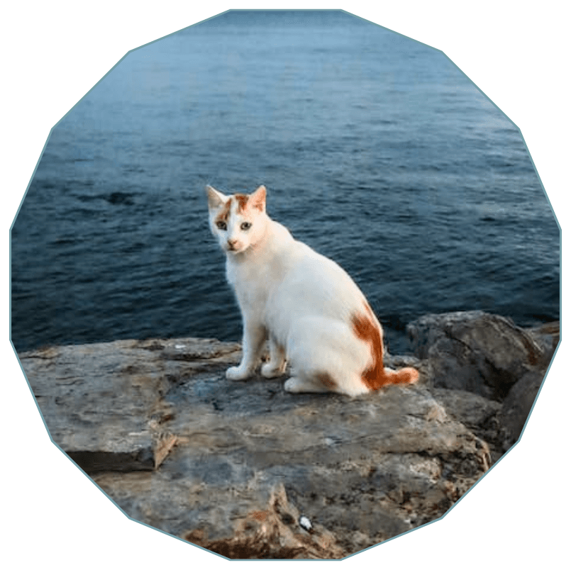 Cat sitting on a rock near water