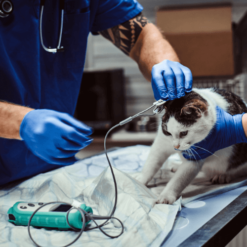 Vet monitoring blood pressure of a cat