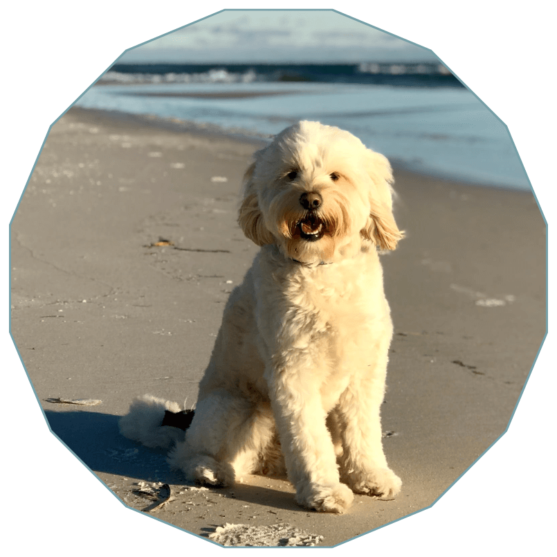 A dog sitting on a beach