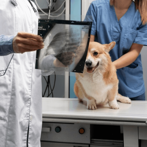 Vets examining X-ray of a dog