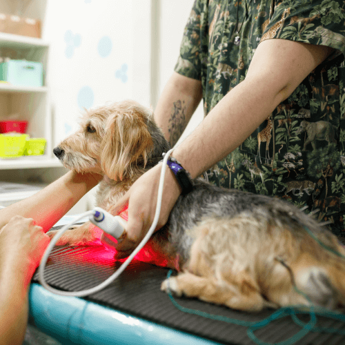 Vet doing laser therapy for a dog