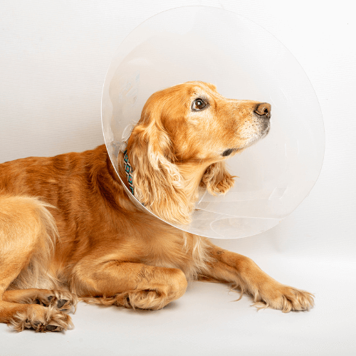 Dog wearing a surgical cone