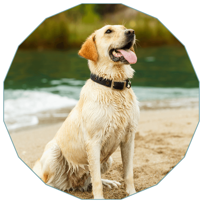a dog sitting on the beach
