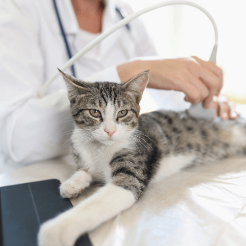 Vet doing ultrasound for cat