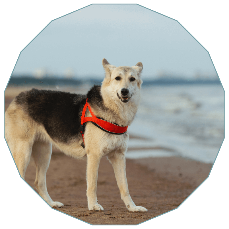 A dog standing on a beach