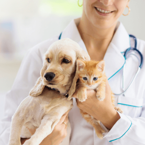 Vet holding a puppy and kitten