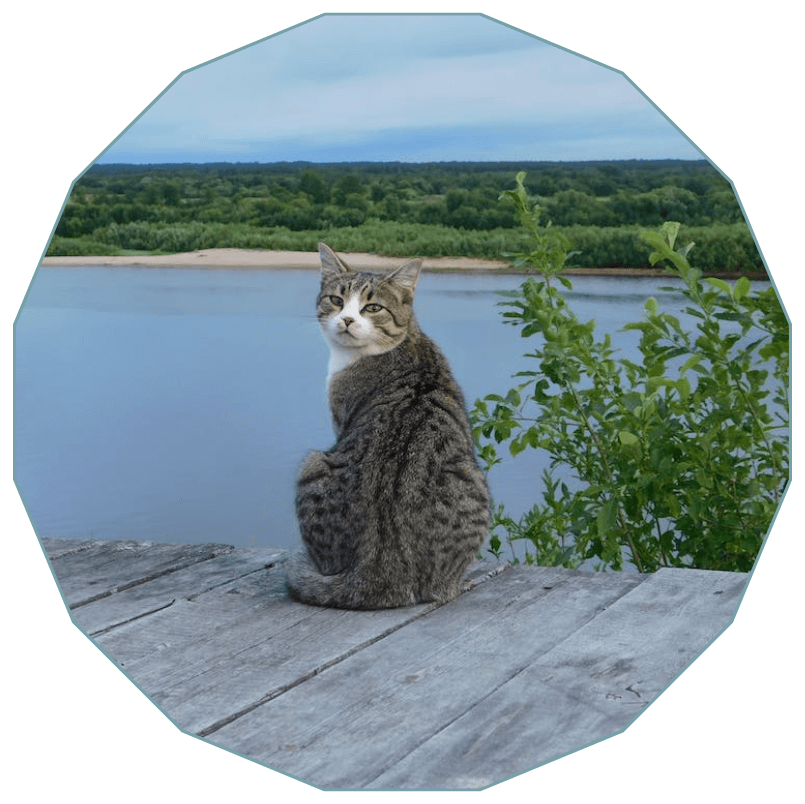 A cat sitting on a dock