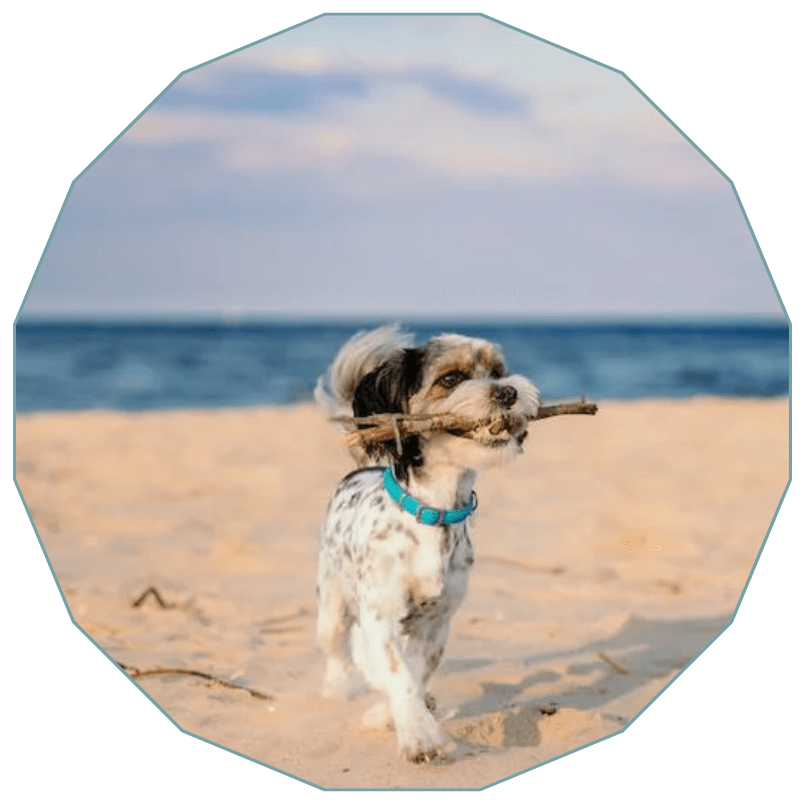 A dog carrying a stick in its mouth on a beach
