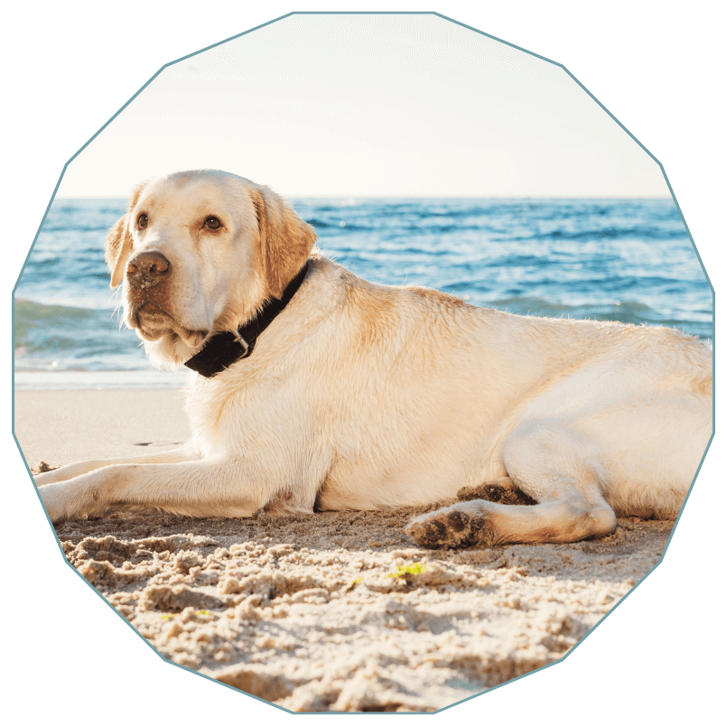 A dog laying on the beach