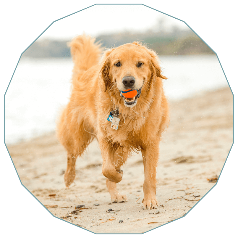 Dog on a beach with a ball in its mouth
