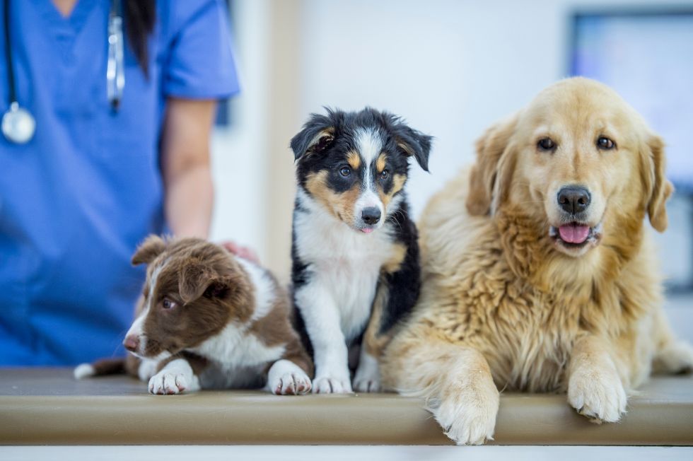 Benefits-of-Spaying-and-Neutering