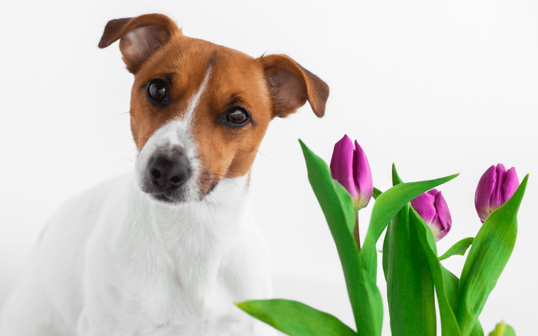 “Pet Poison Prevention Month” Part 3